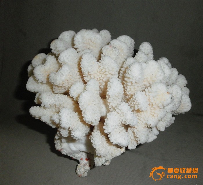 珊瑚海石花_珊瑚海石花价格_珊瑚海石花图片