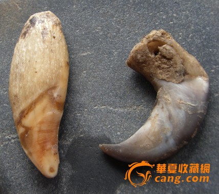 老熊牙熊爪