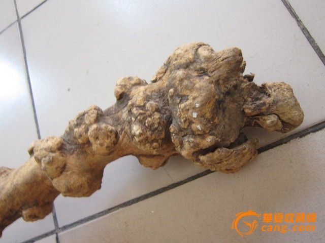 自然形成的树瘤段118.0