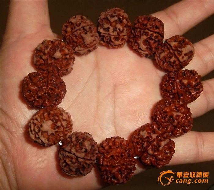 金刚菩提子,5瓣,矮桩,肉纹红皮,尺寸:22MM-23M