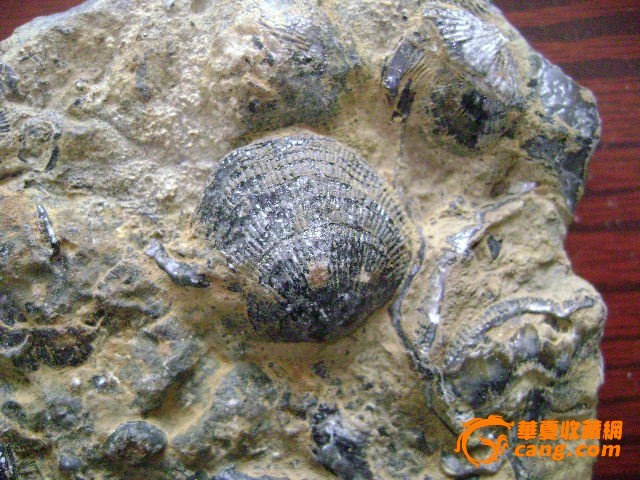 贝壳化石摆件