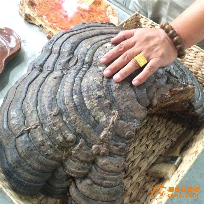 野灵芝_野灵芝价格_野灵芝图片