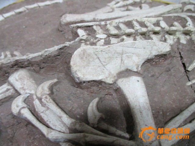 恐龙化石_恐龙化石价格_恐龙化石图片_来自藏