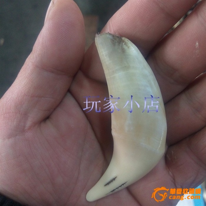 收来的一颗保真骆驼牙 辟邪圣品