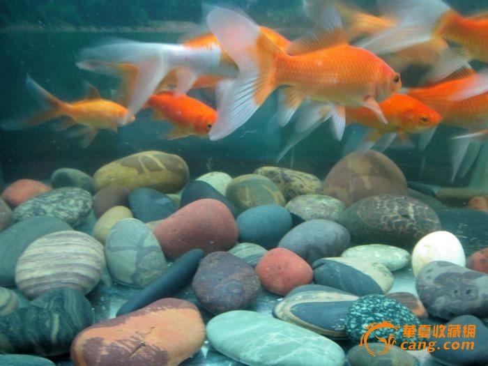 首页 上海文玩_收藏圈_艺术圈