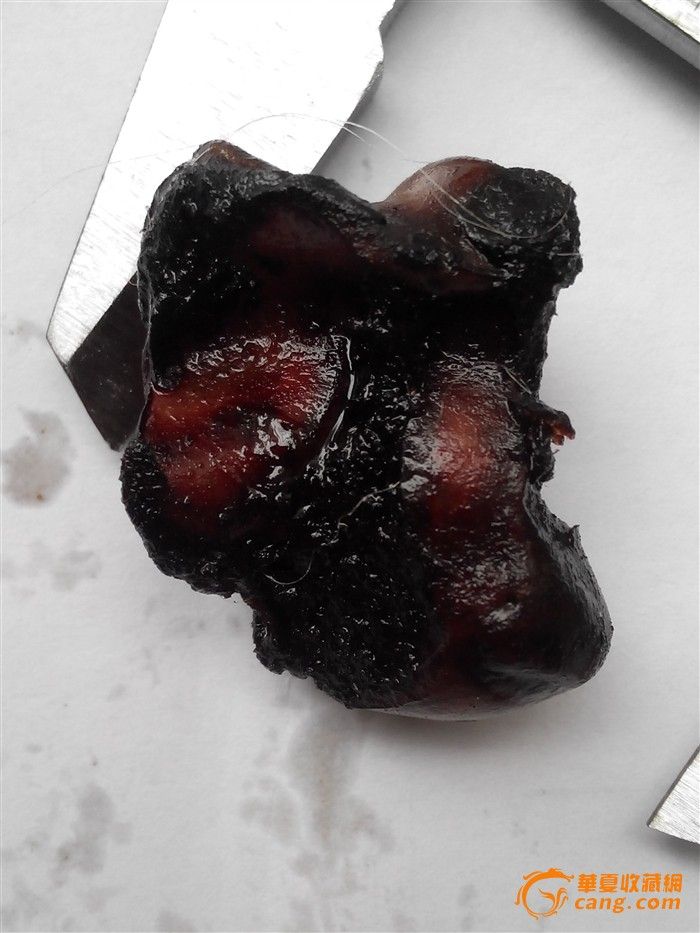 蒙古国真狼髀石 狼髀骨 狼拐骨 NO.5_蒙古国真