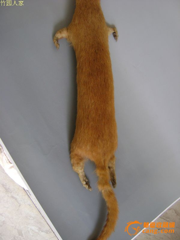 1张完整的【黄鼠狼】*