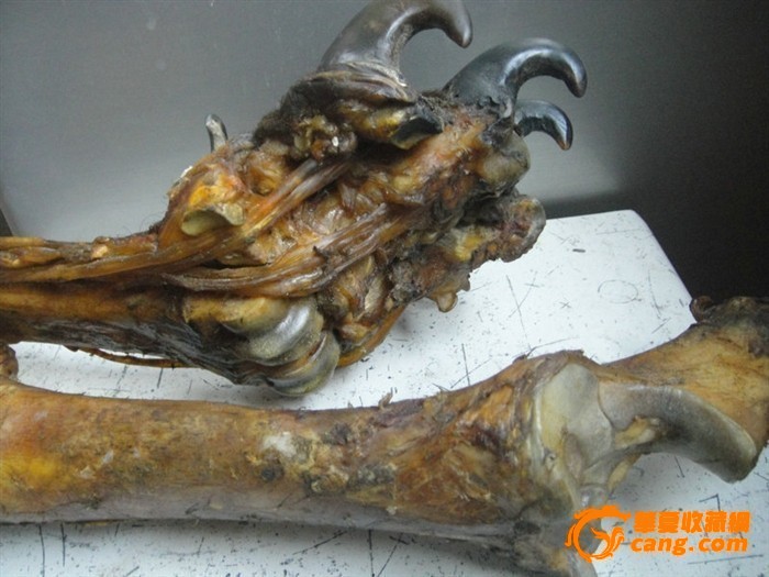 家乡文工团演出死的老虎腿