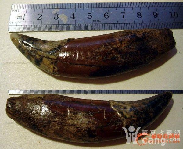 老熊牙一颗,长90mm,全品包老,辟邪神物