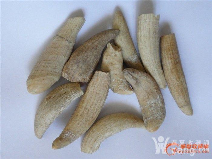 保真抹香鲸鱼牙10个