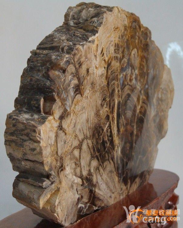 凤尾石 木化石