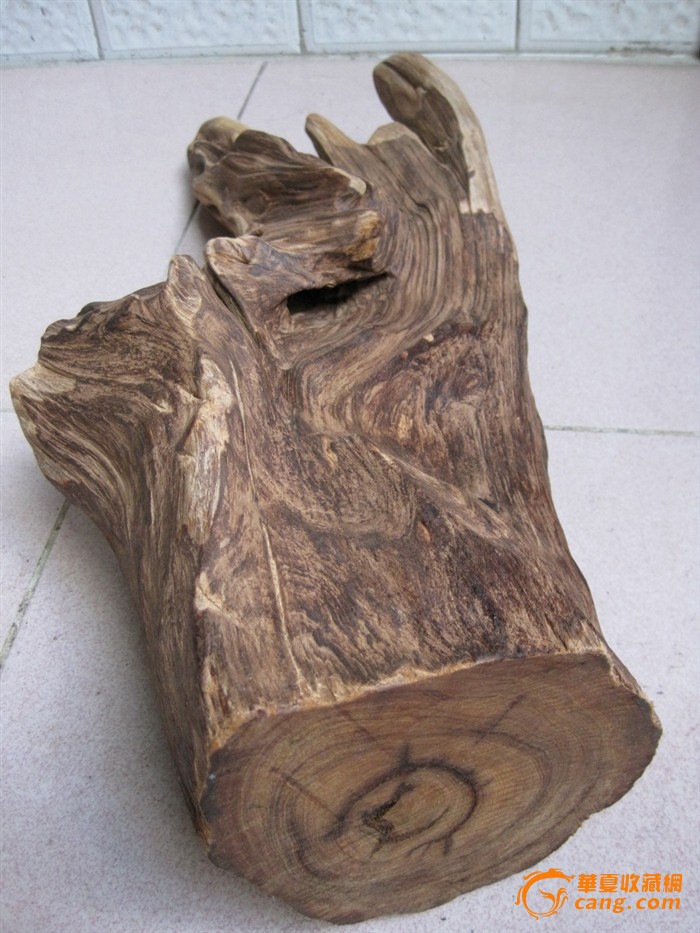 越南沉香木俗称皮灰木图片
