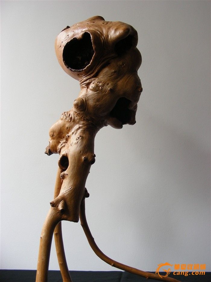 深山石缝天然黄榆树根——外星人