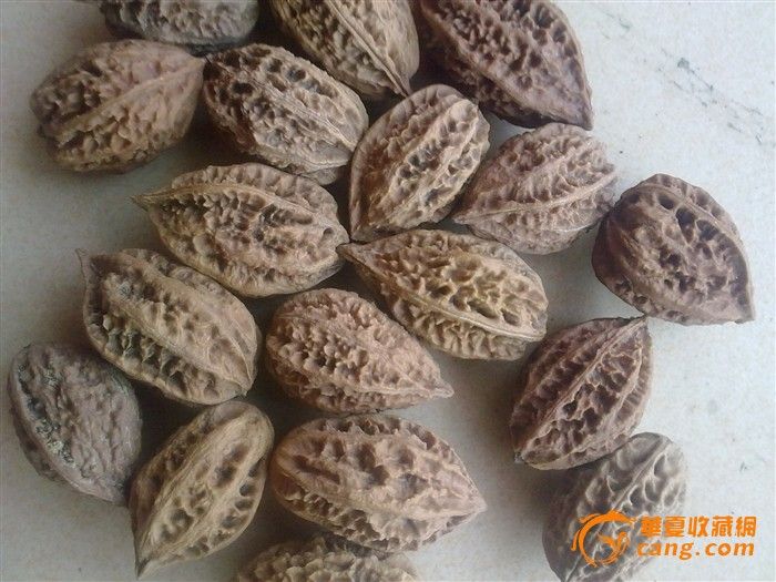 10对野核桃一块走