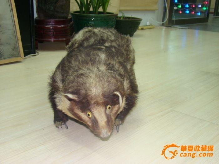 东北獾子,獾子,獾子图片_大山谷图库