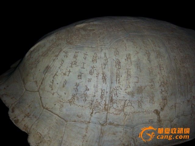 龟壳甲骨文_龟壳甲骨文价格_龟壳甲骨文图片_来自