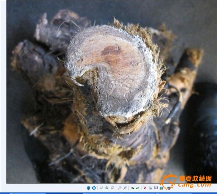 麻梨树疙瘩图片,北方麻梨树图片,北方麻梨疙瘩树图片_大山谷图库