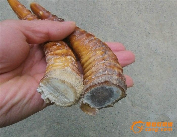 一对羚羊角