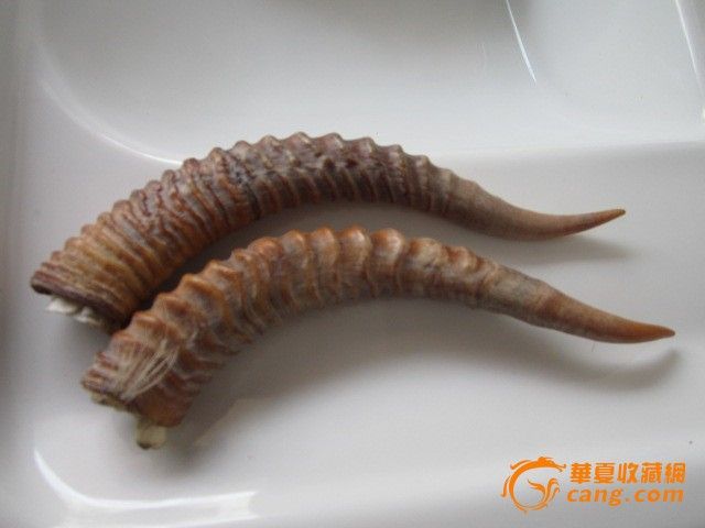 纯正老藏辚羊角一对