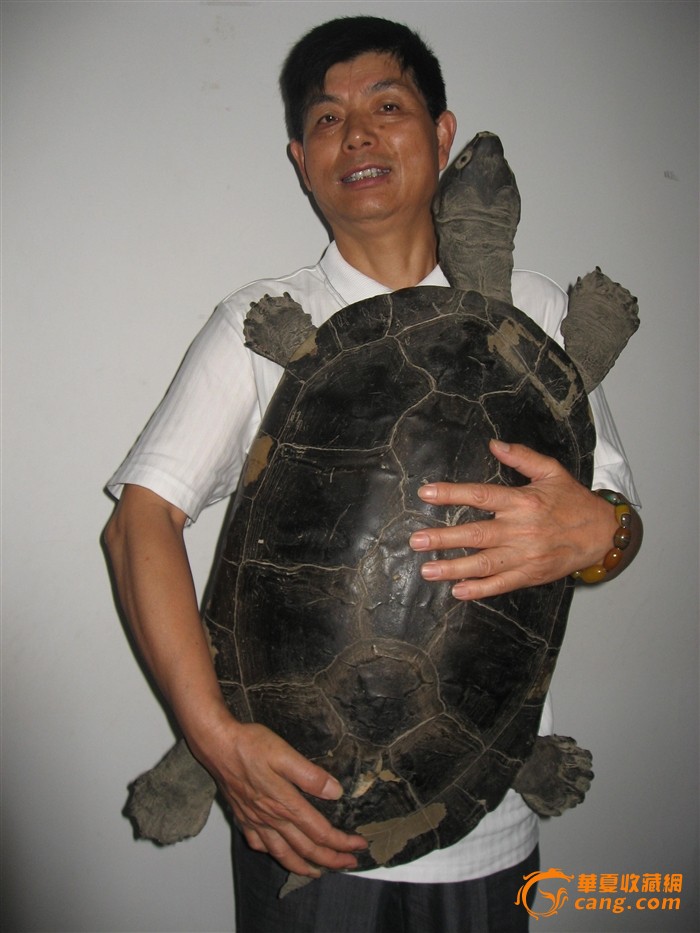 山龟品种图片