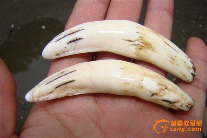 一对老虎牙