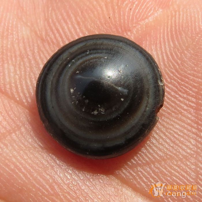 稀少千年老天珠一眼老羊眼板珠 适合做戒面 珠296
