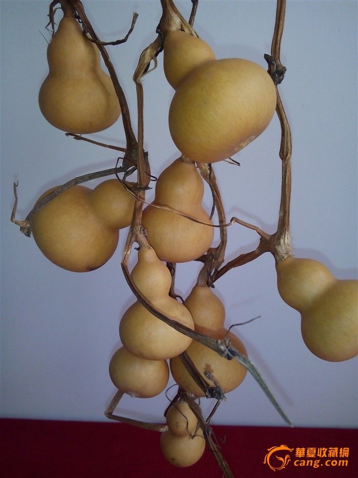 一根滕上结的==葫芦==福禄一串_地摊交易_华夏收藏网