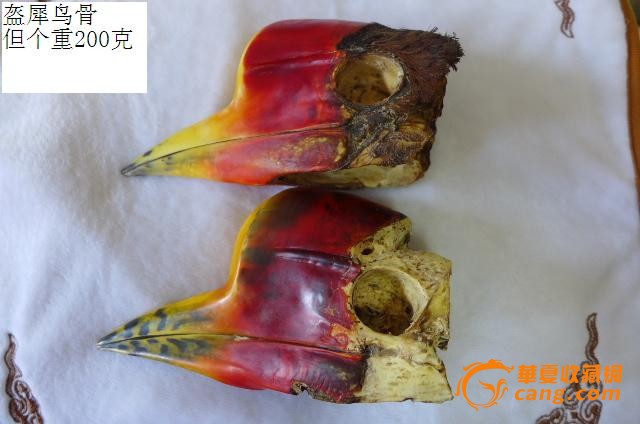 盔犀鸟头骨的鉴定方法图片